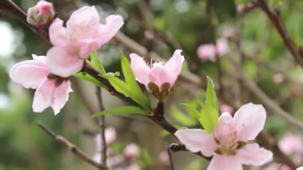 Melocotón flor florece — Vídeos de Stock